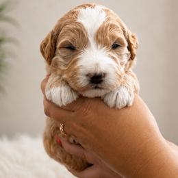 Red - Cream male Goldendoodle puppy in Lindon, Utah from Ruby’s Minidoodles LLC