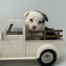 Flurry - Black and tan female Pembroke Welsh Corgi puppy in Waco, Texas from The Comma Corgis