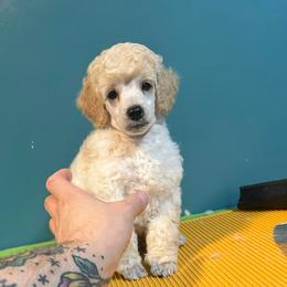 Cream boy - Cream male Poodle puppy in Chandler, Oklahoma from Nipigon Miniature Poodles