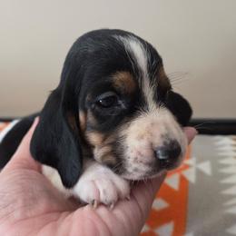 Vanessa - Black white and brown female Basset Hound puppy in Denison, Texas from Emma Lou's Baby Bassets