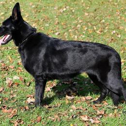 Clody - German Shepherd