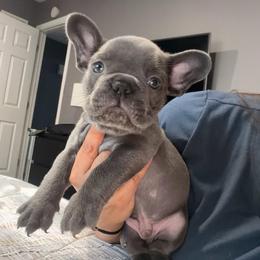 Blue - Blue male French Bulldog puppy in Bolingbrook, Illinois from Flores Frenchies