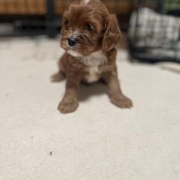 Cavalier King Charles Spaniel and Cavapoo Puppies from Larisa's Cavaliers
