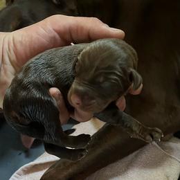 Chili - Red and rust female Doberman Pinscher puppy in Bruce Township, Michigan from Eminent Dobermans