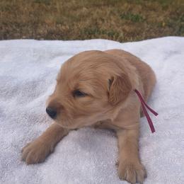 Bo Peep- Pink collar  (2nd pick female) - Golden female Golden Retriever puppy in Tenino, Washington from Oak River Goldens'