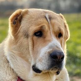 704 Za Gulvira - Central Asian Shepherd Dog