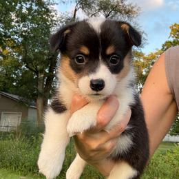 Peck - Black and tan female Pembroke Welsh Corgi puppy in Arcanum, Ohio from Weissway Corgis