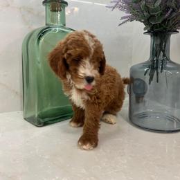 Franco - Apricot male Goldendoodle puppy in Mint Hill, North Carolina from DoodleForever