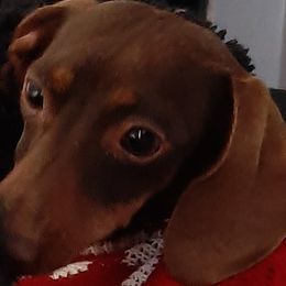 Cocoa Puff - Dachshund
