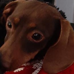 Cocoa Puff - Dachshund