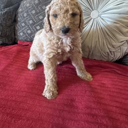 Risky (black) - Cream male Goldendoodle puppy in Fayettville Ar, Arkansas from Ozark Bulldogs and doodles