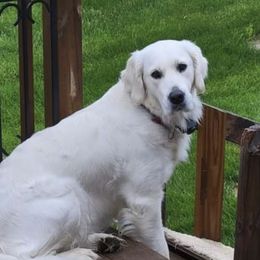 Belle - Golden Retriever