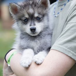 Harmonia - Wolf sable female Pomsky puppy in Moultonborough, New Hampshire from Foxfire Arctic Spitz