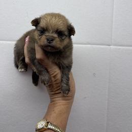 Tiny Maple - Red sable female Pomeranian puppy in Avon Park, Florida from Mariska's Pomeranians