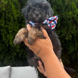 Cove - Phantom male Goldendoodle puppy in Hemet, California from Vallevistadoodles