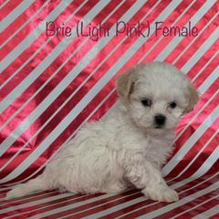 Brie - Cream female Shichon puppy in De Pere, Wisconsin from Kinzor Kennels