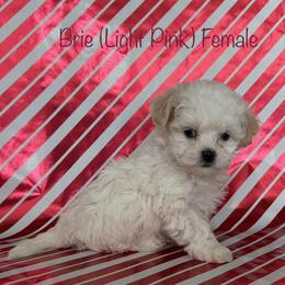 Brie - Cream female Shichon puppy in De Pere, Wisconsin from Kinzor Kennels