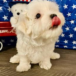 Tiger boy 3 (purple) - White and buff male Bichon Frise puppy in Lavon, Texas from Sissy’s Heavenly Paws