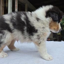 PineRiver Uptown Funk - Blue merle male Australian Shepherd puppy in Luther, Michigan from Pine River Australian Shepherds