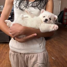 Lyra-Pink - White female American Eskimo Dog puppy in Squaw Valley, California from Bear Mountain