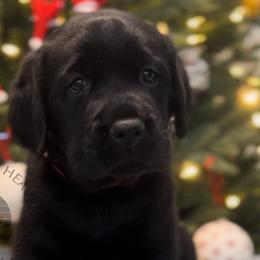Charlie - Black Labrador Retriever puppy in Camden, Tennessee from Pure Heaven Labs
