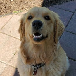 Maya - Golden Retriever