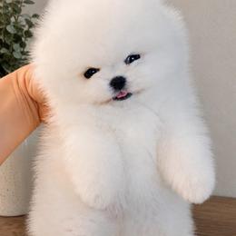 Benny - Ice White Pomeranian Boy - White male Pomeranian puppy in Gulf Breeze, Florida from SW Poms & Frenchies