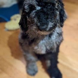 Blue boy - Merle Goldendoodle puppy in Olympia, Washington from Sinclairdoodles