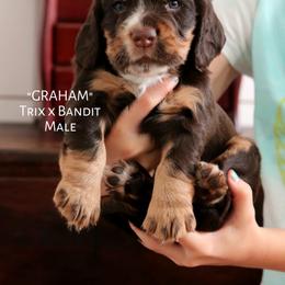 English Cocker Spaniel Puppies from HighBrassGunDogs
