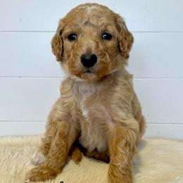 Sprinkles - Apricot female Goldendoodle puppy in Taylorsville, North Carolina from Doggone Dixie Doodles