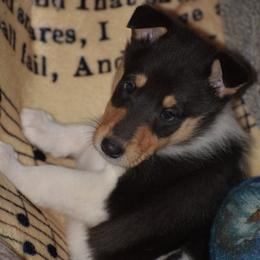 Hola - Black white and tan female Collie puppy in Danville, Pennsylvania from Brookwood Collies, Smooth & Rough