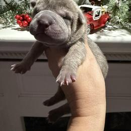 Jingle - Blue male Chinese Shar-Pei puppy in North Carolina from Amy Mahaffey's Chinese Shar-Pei