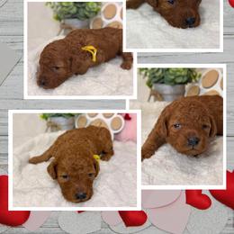 Aussiedoodle Puppies from Iron Doodles