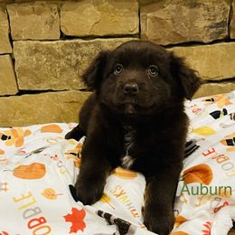 Auburn - Red Miniature Australian Shepherd puppy in Washington, Oklahoma from Okie Aussies
