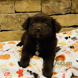 Auburn - Red Miniature Australian Shepherd puppy in Washington, Oklahoma from Okie Aussies