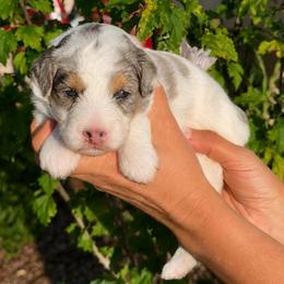 Bodhi - Blue merle male Aussiedoodle puppy in Rock Hill, South Carolina from LolliPop Farms