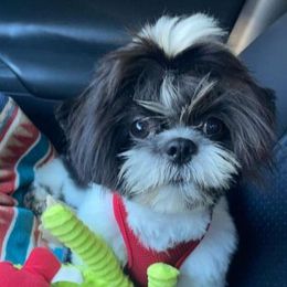 Shih Tzus from Beachamp’s Shih tzu’s