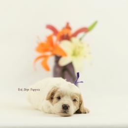 Sultana (Purple Collar Female) - Blenheim female Cavapoo puppy in Republic, Missouri from Red Skye Puppies