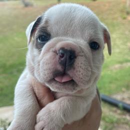 Ben - Blue tri-color male Bulldog puppy in Seneca, South Carolina from Burrell’s Bulldog Kingdom