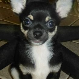 Chihuahuas from JoLi Chihuahuas