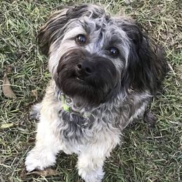 Toby - Havanese