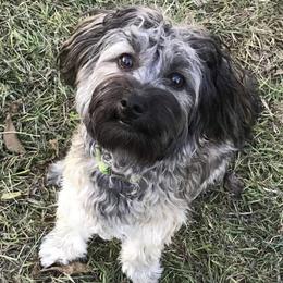 Toby - Havanese