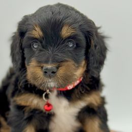 Girl 3 - Phantom Bernedoodle puppy in Draper, Utah from Draper Doodles