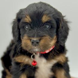 Girl 3 - Phantom Bernedoodle puppy in Draper, Utah from Draper Doodles