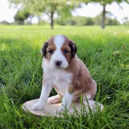 Miss Dior - Red merle female Aussiedoodle puppy in Decatur, Illinois from Signature Doodles