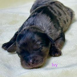 Ivy - Blue merle female Aussiedoodle puppy in Charlestown, Indiana from Forever Aussies and A Doodle