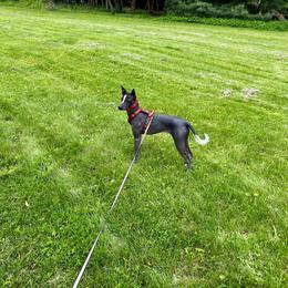 Xoloitzcuintli Puppies from Harbinger Xolos