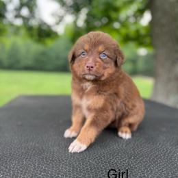 Stormy - Red tri-color female Australian Shepherd puppy in Big Sandy, Texas from Rocking S Ranch