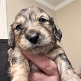 Andre - Dapple male Dachshund puppy in Grand Blanc, Michigan from KaMilira Shore Dachshunds