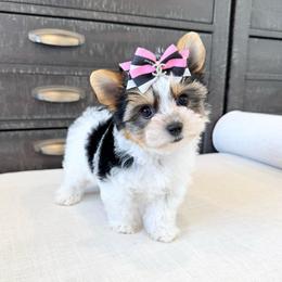 Chanel Biewer Girl - Black tan and white female Biewer Terrier puppy in North Chelmsford, Massachusetts from Coastal Yorkshire Terrier Yorkies & Biewer Terriers